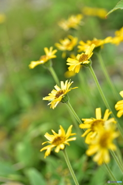 北岳に咲く花 〜ウサギギグ〜