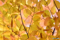 紅葉の中へ
