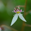 虎耳草