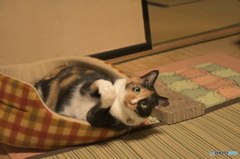 遊ぶニャ♪ 遊ぶニャ♪