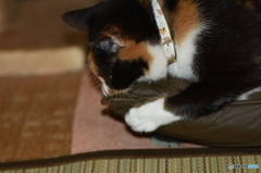 私というものがありながらヽ(`Д´)ﾉﾌﾟﾝﾌﾟﾝ