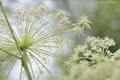 天上で花開く