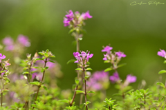 安定の開花