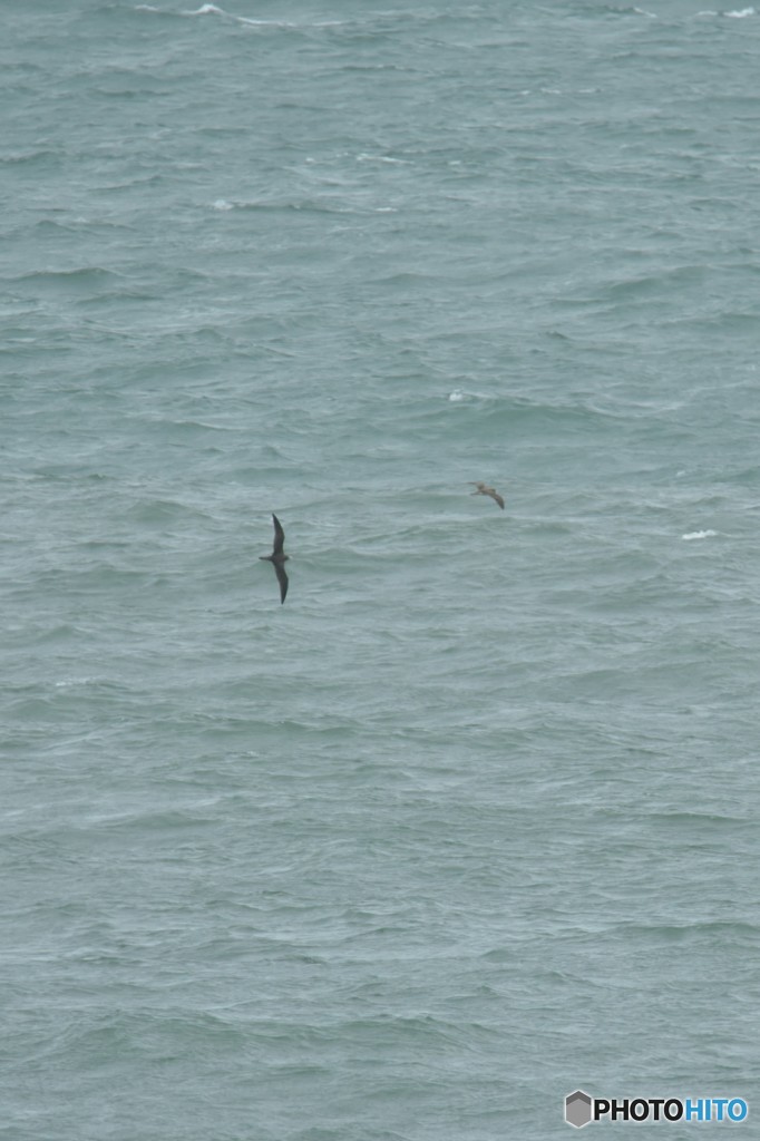 荒波の上を飛ぶ鳥  Ⅱ
