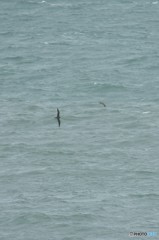 荒波の上を飛ぶ鳥  Ⅱ