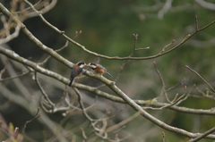 ヤマガラのプロポーズ