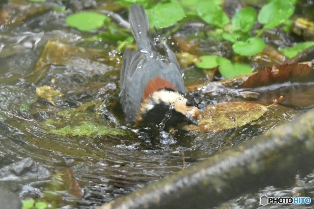 今日も元気に水浴び Ⅱ