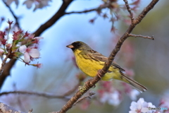 桜の花は散ってしまったね･･･