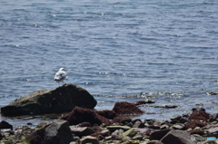 心地よい汐風を浴びて