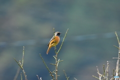 ジョウビタキがやって来た! ② ジョウビタキがやって来た! ②