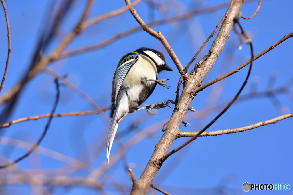 頑張るシジュウカラ ②