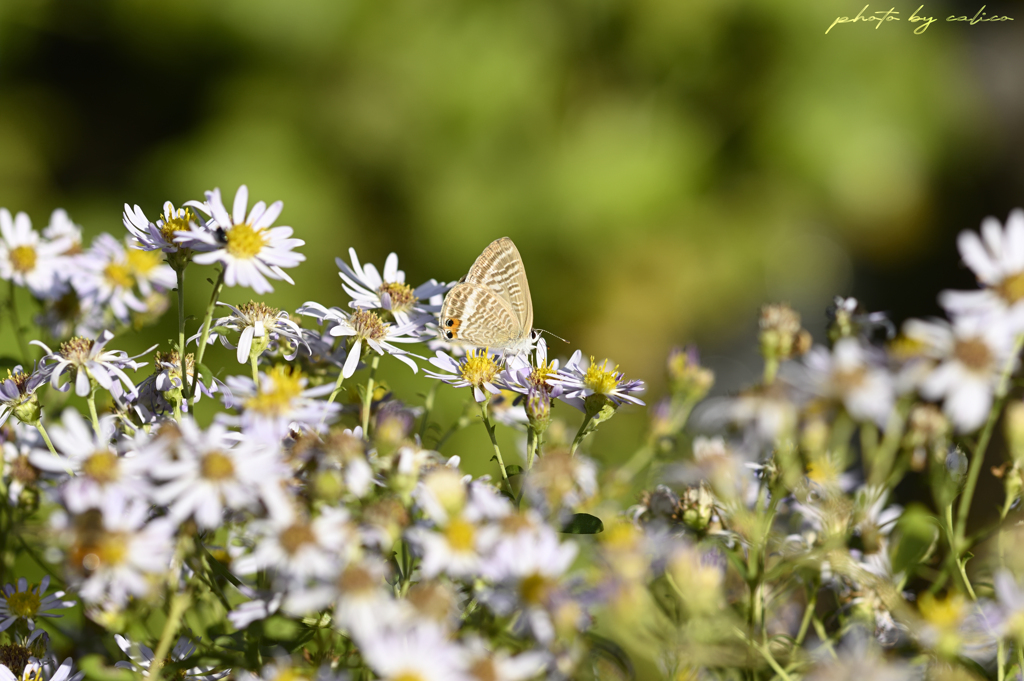 陽だまりの花園