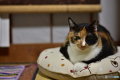 ･･･無くしたニャ