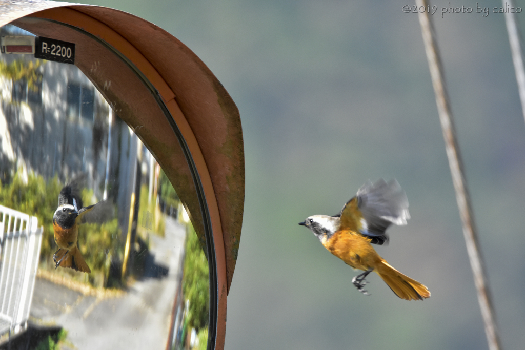 鏡に映る自分 Ⅱ