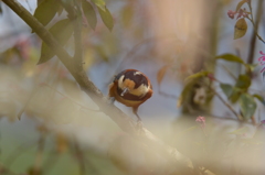 やっぱり私は、君が好き