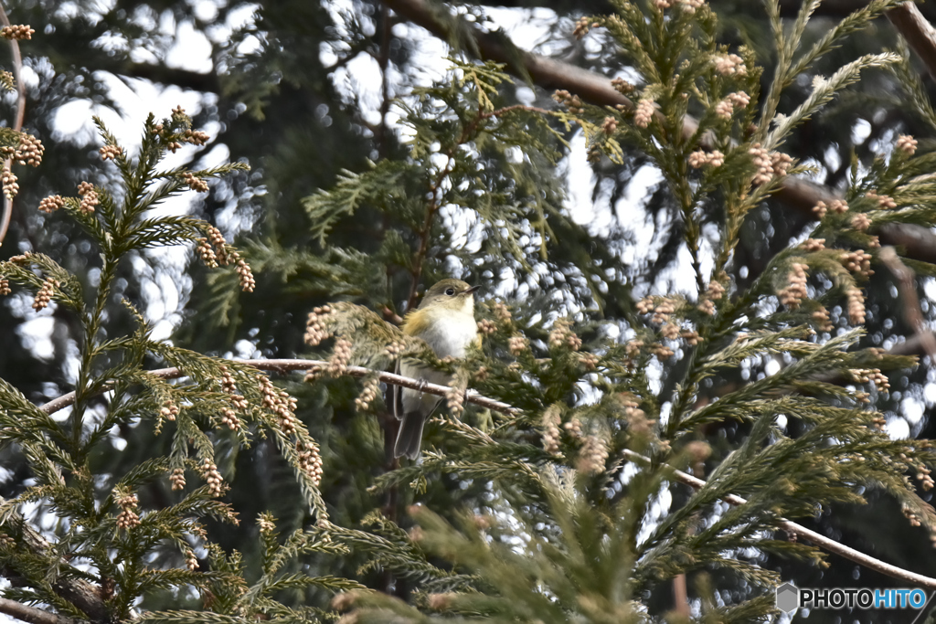 そろそろ花粉の季節