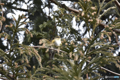 そろそろ花粉の季節