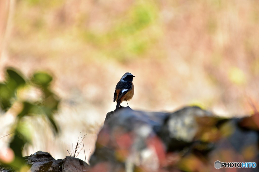 傍観者に徹するジョウビタキ ①