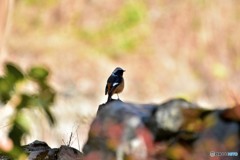 傍観者に徹するジョウビタキ ① 傍観者に徹するジョウビタキ ①