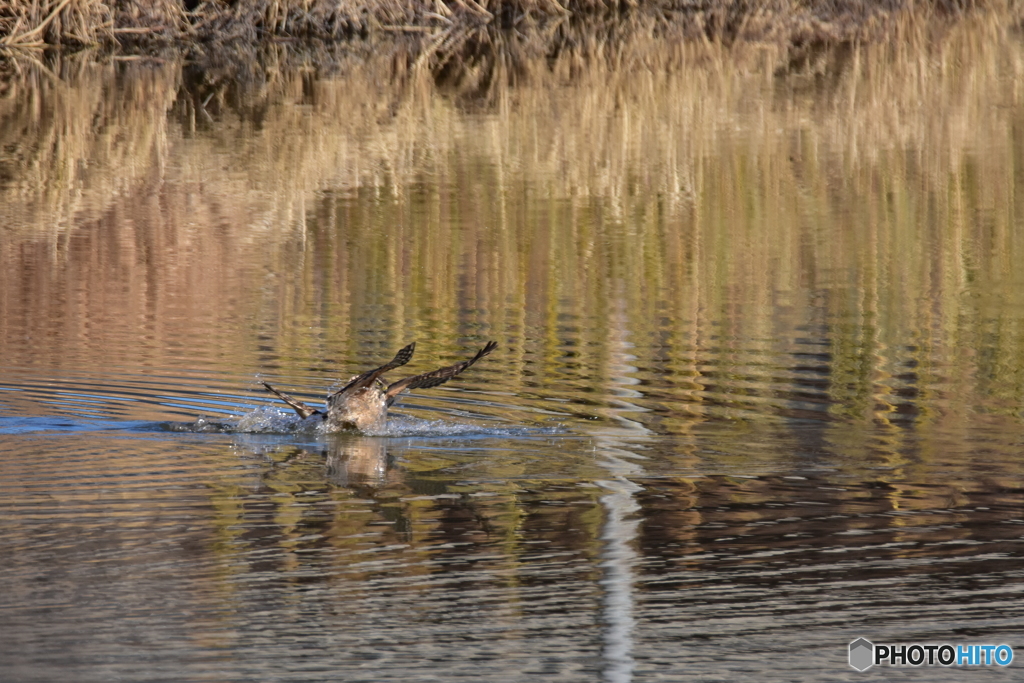 オオタカの攻防 Ⅲ