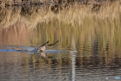 オオタカの攻防 Ⅲ