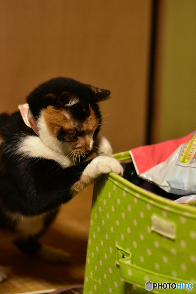 中に何が入ってるニャ？