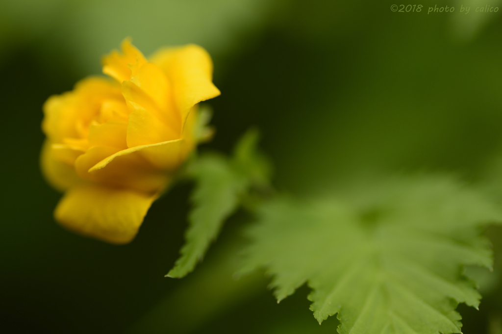 咲き始めは薔薇のように