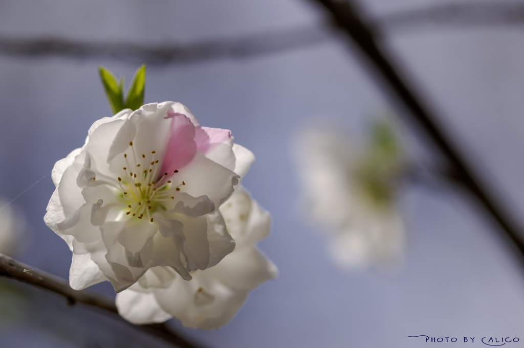 花桃の季節 Ⅲ