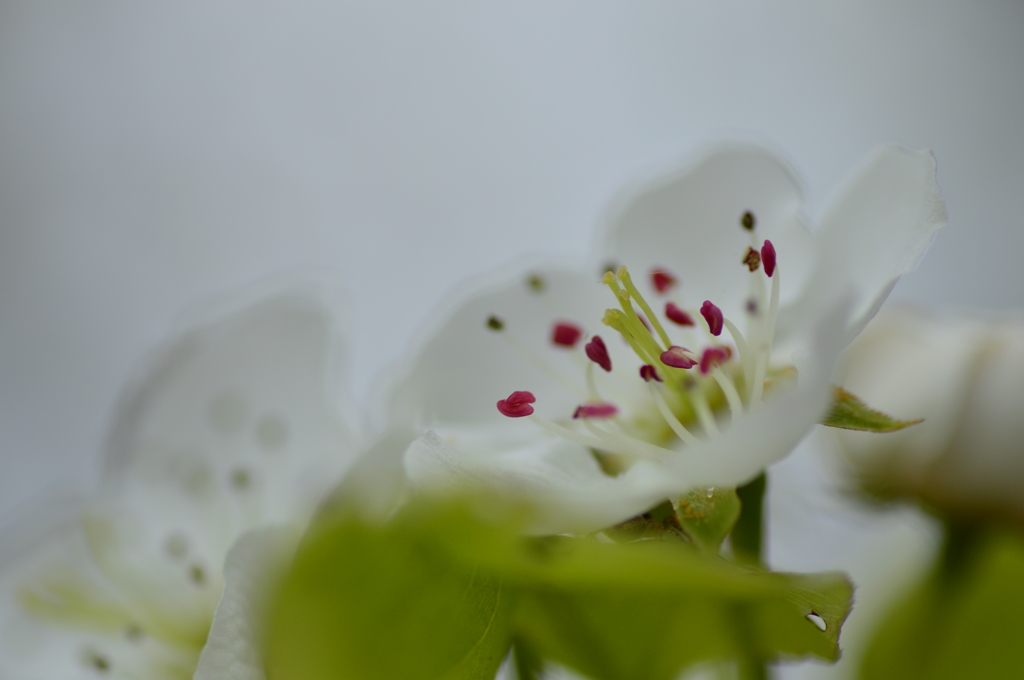 なんの花だろう