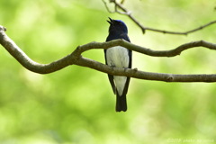 空からの声の主
