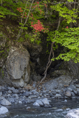ヤマツツジ咲く新緑の渓流
