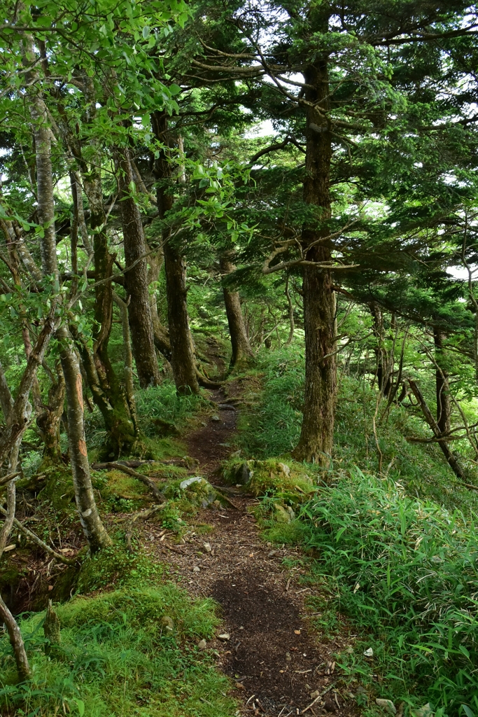 舞鶴草の群生する登山道