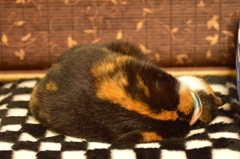 おやすみン