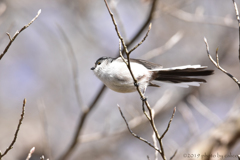 冬の森を駆ける 冬の森を駆ける