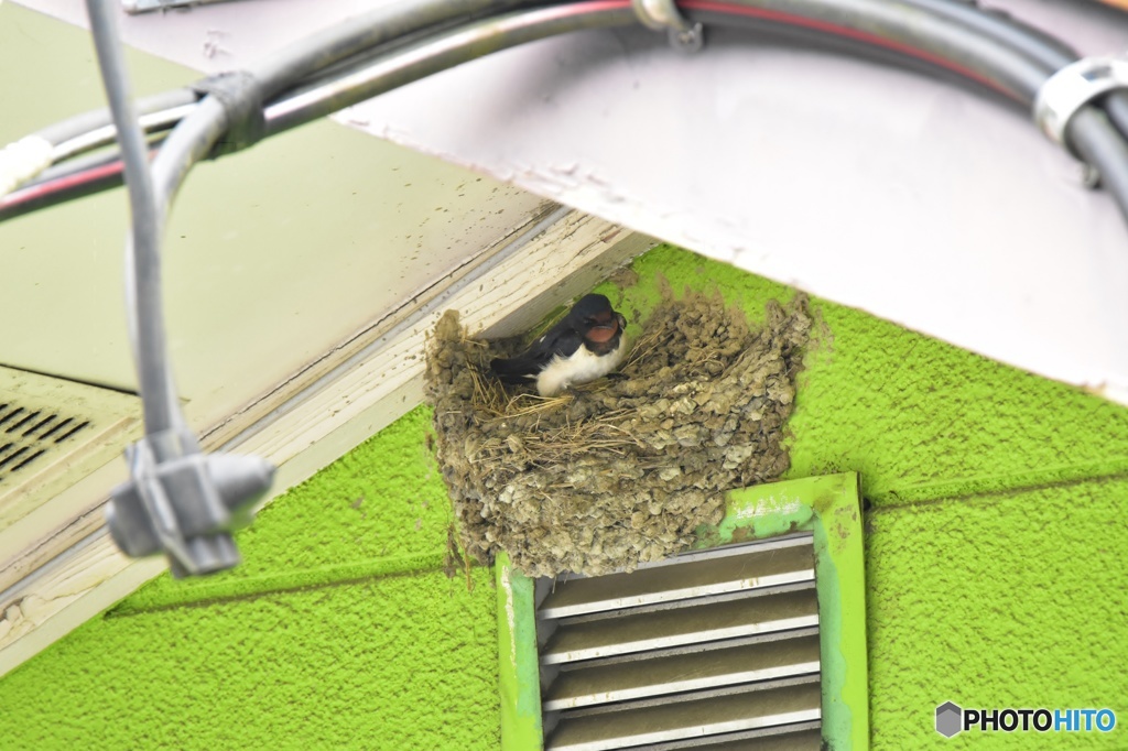 働き者のツバメ