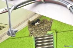 働き者のツバメ