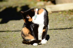 おそうじ♪