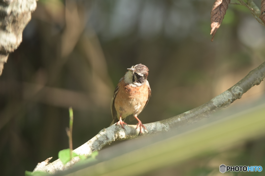 な～んか変だぞ