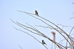 ベニマシコとシジュウカラ ベニマシコとシジュウカラ