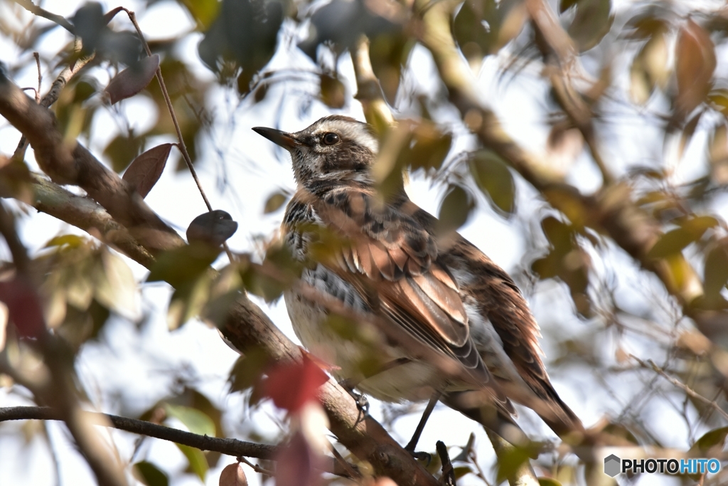 こんな所に居た！