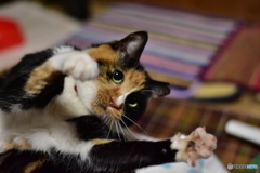 遊ぼうニャ！ ①
