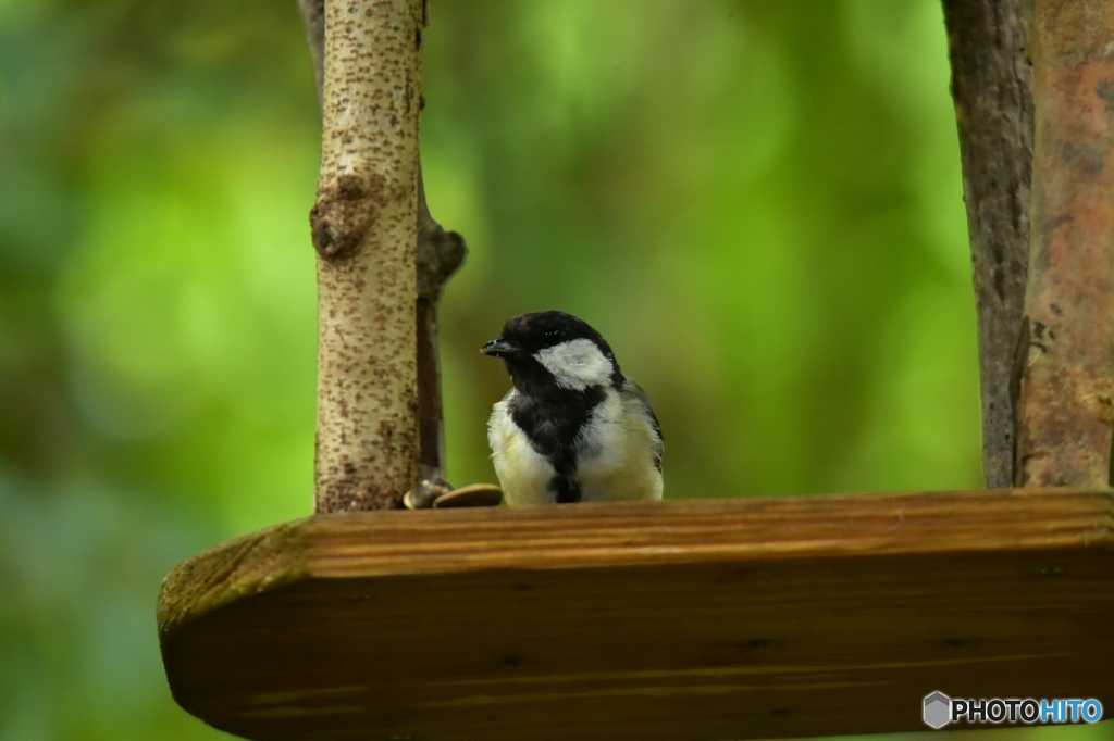 ヤマガラの来ぬ間に･･･