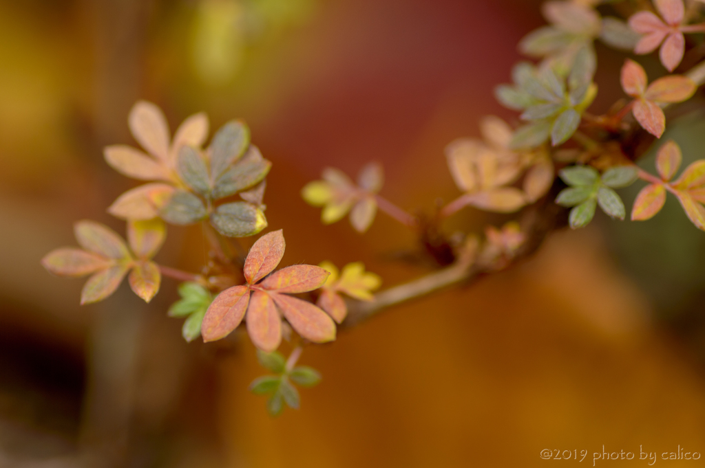 金露梅の紅葉