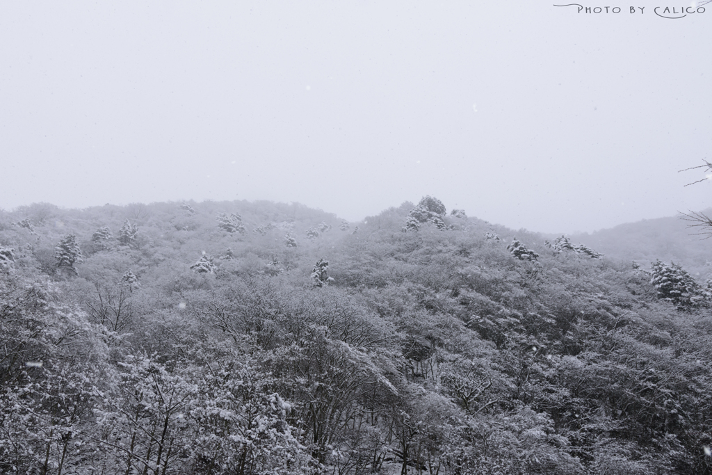 しんしんと降る雪