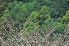 桜の木になるカワラヒワ