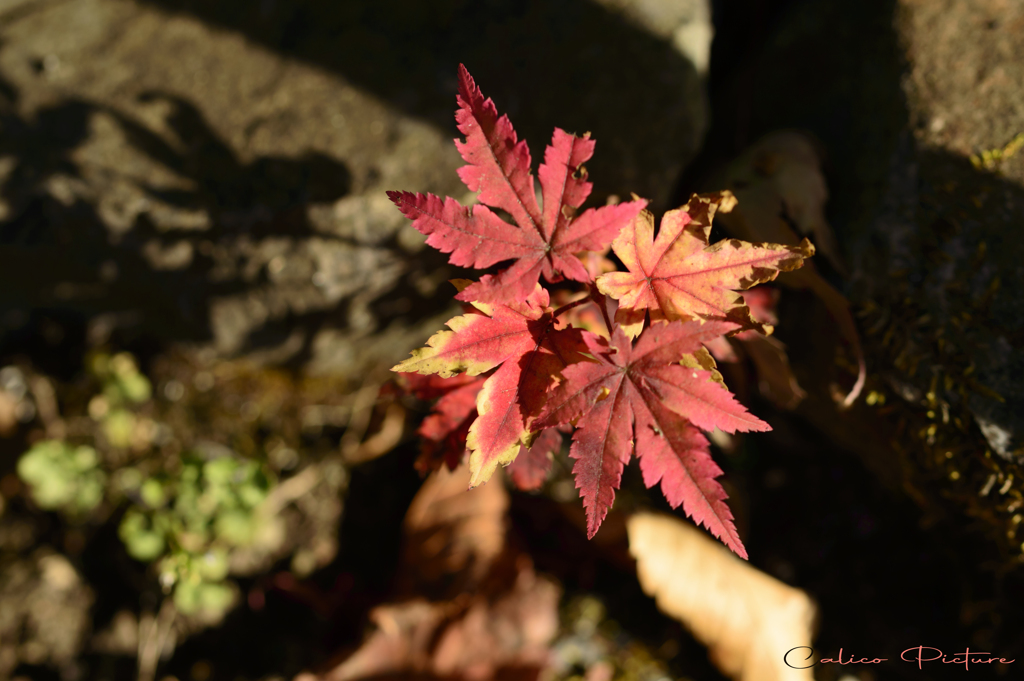 照紅葉