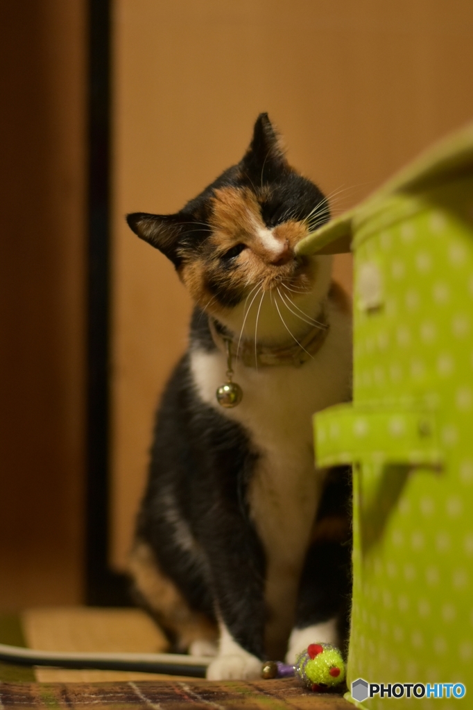 におい付けとくニャ