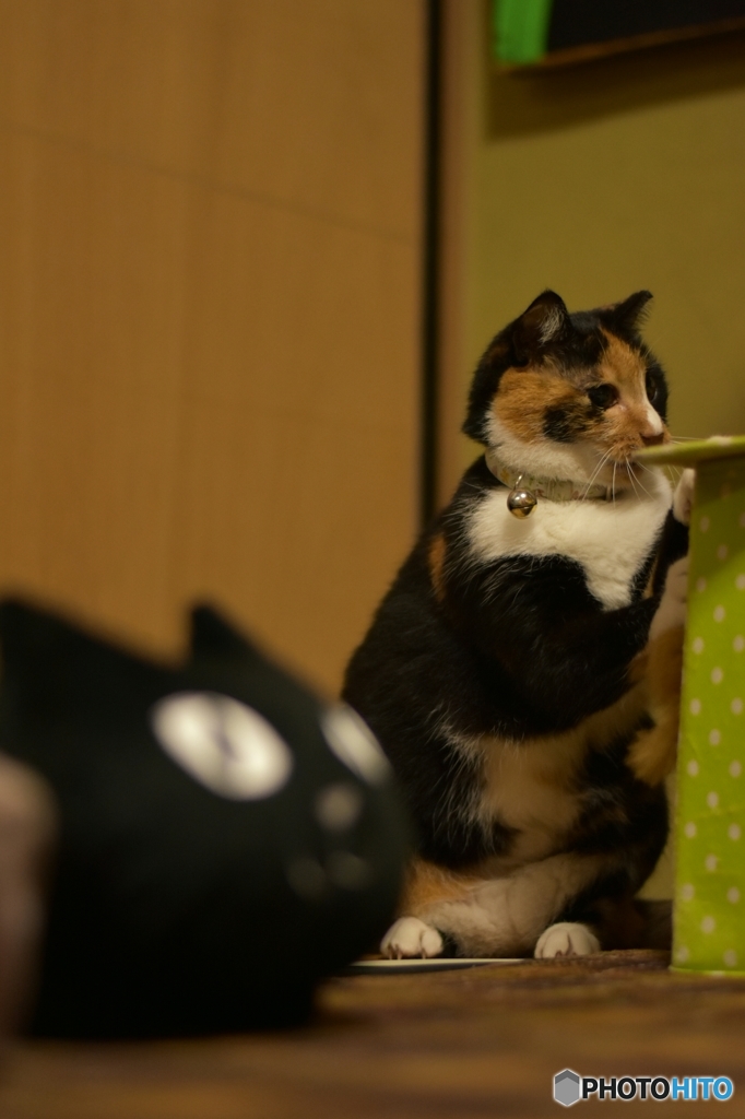ねえ、遊ぼうニャ