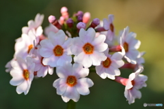 花色模様 Ⅳ