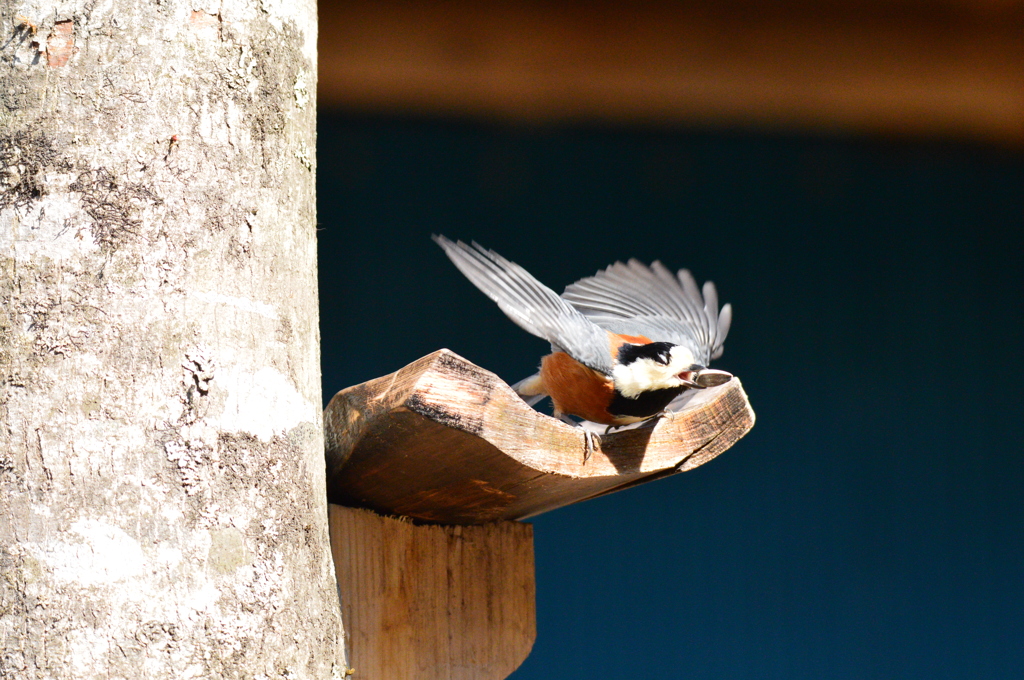 種とったど～！